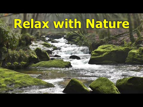 Calm Your Dog TV with Gentle Waterfalls ~ Relax with Nature ...