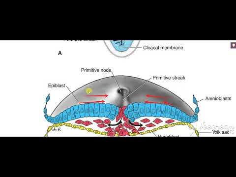 Gastrulation 4