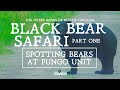 Part 1 Black Bear Safari Spotting Bears At Pungo Unit Wild Black Bears Near Outer Banks NC