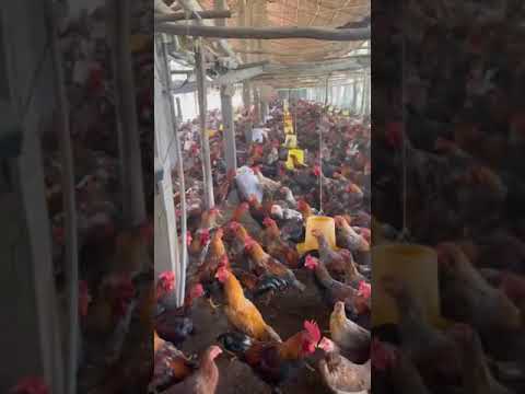 GÀ NÒI - CUNG CẤP GÀ NÒI SỐ LƯỢNG LỚN TOÀN QUỐC - 0982 69 34