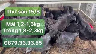 Thứ sáu 15/08