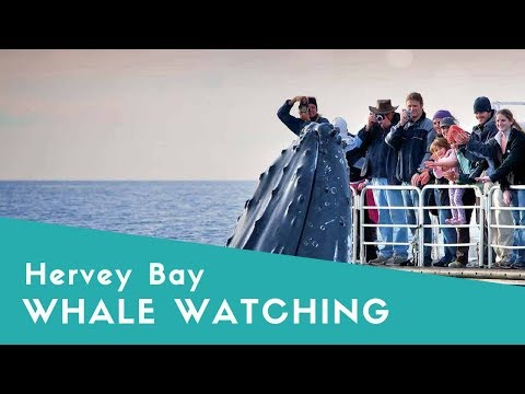 Whale Watching Hervey Bay - Hervey Bay Whale Watching Season 2018 Video