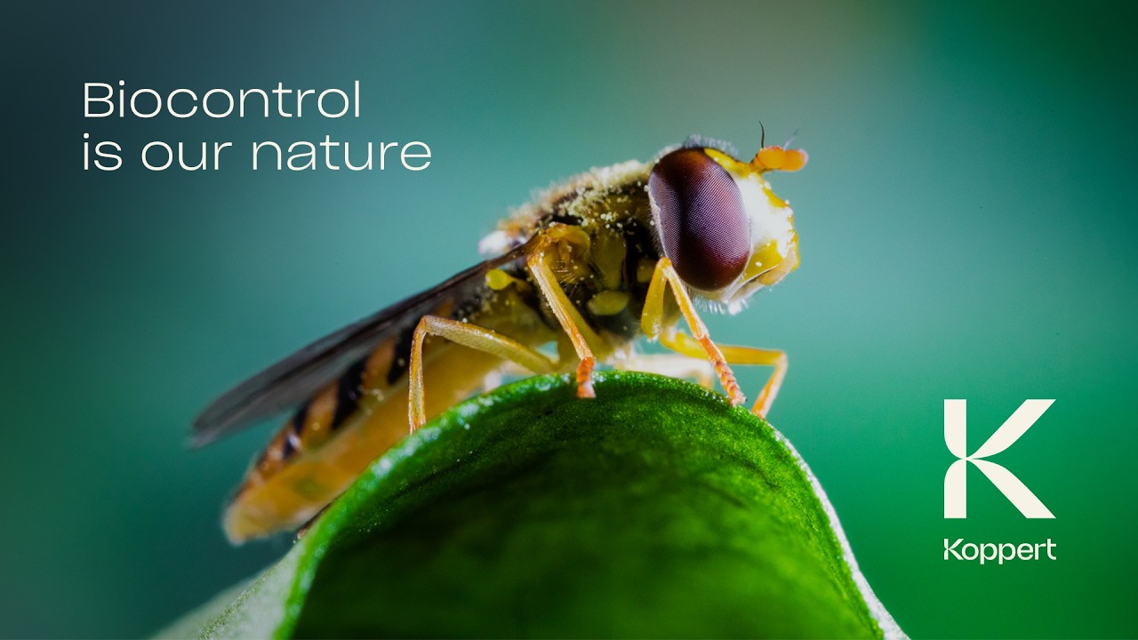 Video preview poster