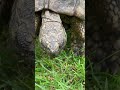 Tortoise face