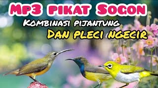 Download lagu MP3 Pikat Sogon Kombinasi Pijantung Dan Pleci Ngecir mp3