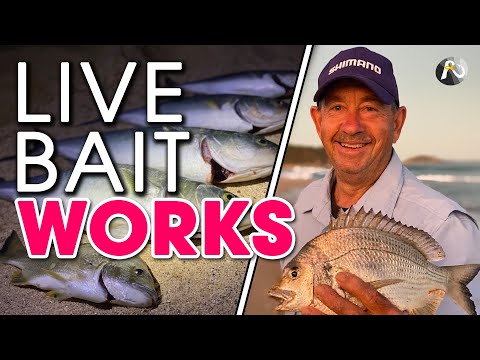 Beach Fishing With Live Bait On A Run-in Tide! 🐟🐟🐟