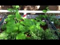 Aquaponics in Arizona Pt.3 - pH Levels and the ...