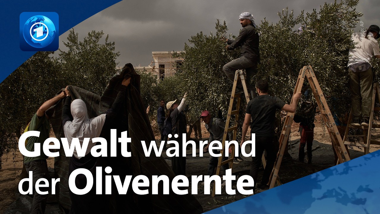 Olivenernte im Westjordanland: Bedrohung durch radikale Siedler