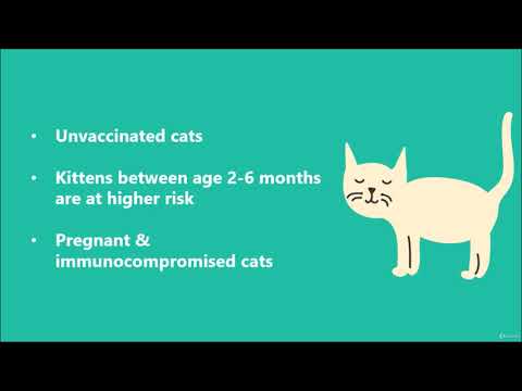063 16 1 Feline Distemper Disease  Causes