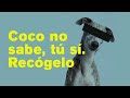 Campaña de concienciación para los dueños de perros I