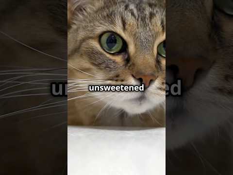 Surprisingly Healthy Foods for Your Feline Friend!