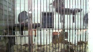 Monkey in Skopje ZOO, Republic of Macedonia