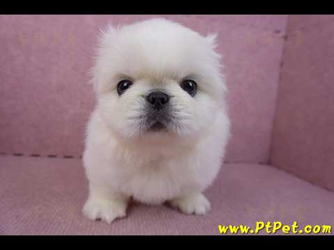 12/17北京狗公幼犬1號