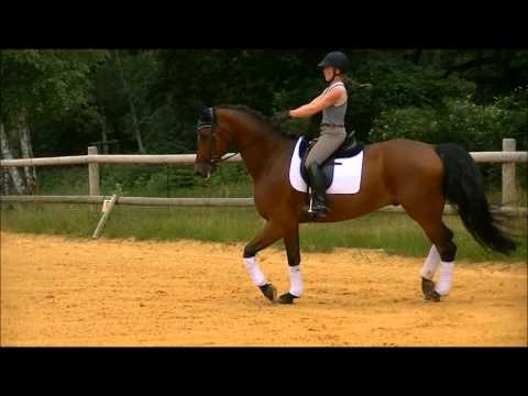 Cheval de Dressage Hanovrien (De Niro x Argrandra)
