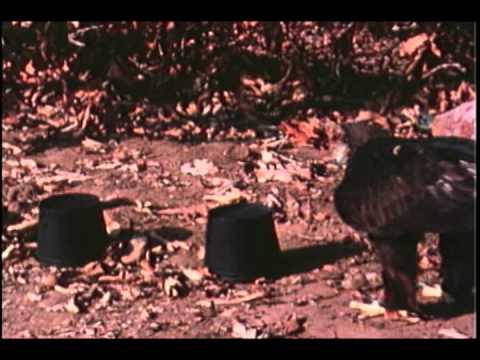 Gifts of an Eagle-Testing Lady's Intelligence