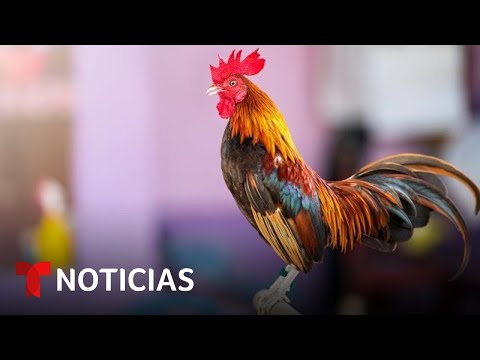 , title : 'Así es el negocio negro de las peleas de gallos en EE.UU. | Noticias Telemundo'