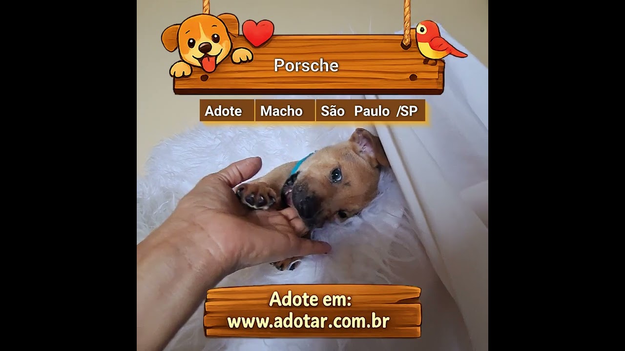 Cachorro raça SRD-ViraLata idade 2 a 6 meses nome Porsche