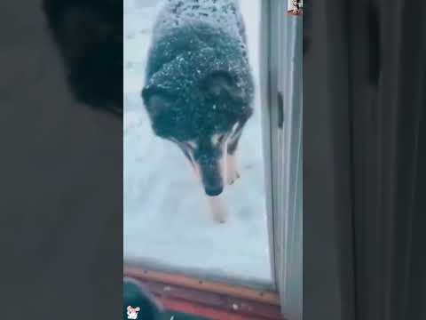 #funny #dogs #pet #dogshorts#doglife#interesting #cute