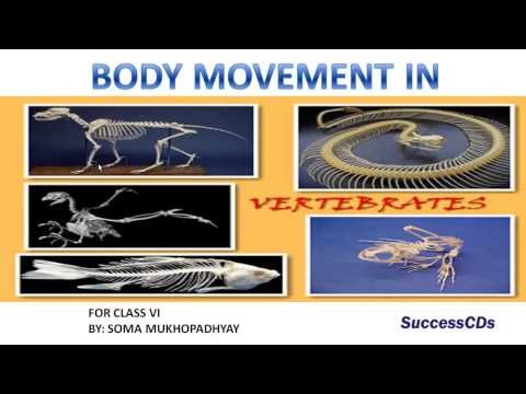 Movement in vertebrates | CBSE Class VI Science Lesson NCERT Video Lecture - Class 6 | Best Video for Class 6 Movement in vertebrates | CBSE Class VI Science Lesson NCERT Video Lecture - Class 6 | Best Video for Class 6