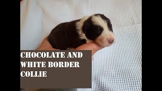 Dark Chocolate and White Purebred Papered Border Collie Puppy