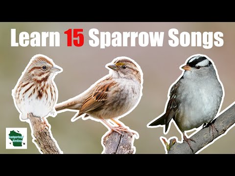 Learn 15 Common Sparrow Songs (Eastern North America)