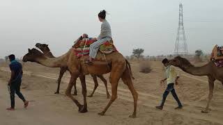 preview picture of video 'Rao Bikaji Camel Safari'