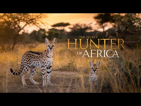 Serval Cat | Africa's Secret Hunter | The Most Mysterious Wild Cat Explained #youtube