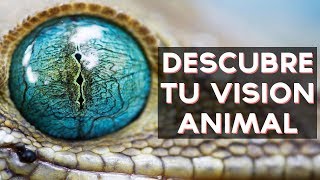 Que visión animal tienes? descubre cual es tu visión animal con este divertido test! ↠↠ ¡No te olvides de suscribirte para no perderte ningún test!