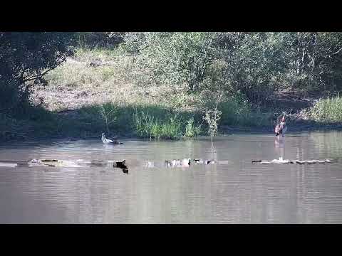 Djuma: Egyptian Geese having a bath and then Water Thick-knees - 14:50 - 05/24/2023