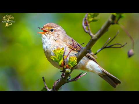 Vogelgezwitscher Entspannung | Waldgeräusche, Natur, Frühling | Vogelgezwitscher im Wald