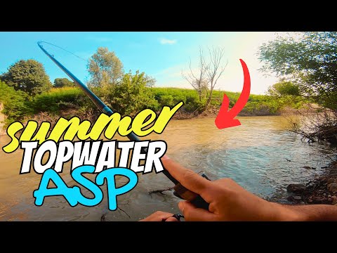 Finally Some TOPWATER Asp