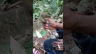 Download lagu Kolibri pijantung besar banyak isian gacor rilis #shorts mp3