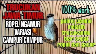 Download lagu Trucukan Jawa Timur Ropel Ngawur Variasi Campur Paling Pandai Melatih Trucukanmu Biar Cepat Ropel mp3 Download lagu Trucukan Jawa Timur Ropel Ngawur Variasi Campur Paling Pandai Melatih Trucukanmu Biar Cepat Ropel mp3