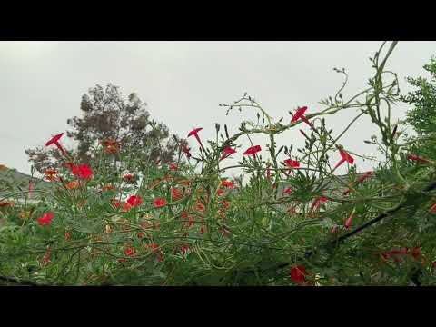 image-Is cardinal vine invasive?