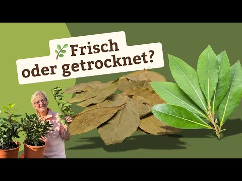 Bay leaves in the kitchen - What's the best way to enjoy them? 🌿