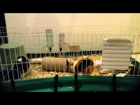 Tips on Keeping a Single Guinea Pig
