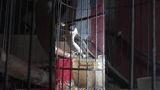 Download lagu CRECETAN BURUNG KUTILANG BUAT MASTERAN mp3