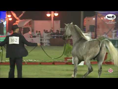 N 362 NADER AL AWAL   10th Arabian Horse Show for local Breeders in Saudi Arabia 2021   Colts 2 Year