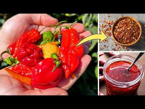 3 Must-Try Recipes with Homegrown Chili Peppers 🌶️