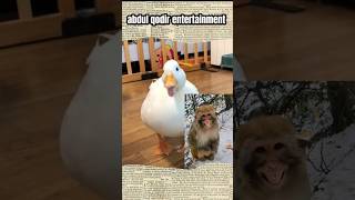 Download lagu FUNNY, two animals laughing at each other #animalsounds #soundsofanimals #short #animals mp3