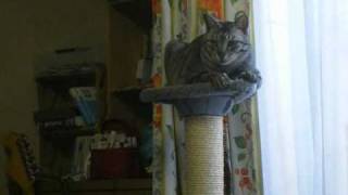 Popol Vuh   "When Love Is Calling You"