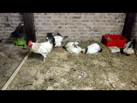 My Balance chickens in January - Bilanz Hühner im Januar 2022 - 0873