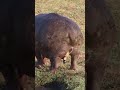 Hippo Peeing And Pooping Shorts