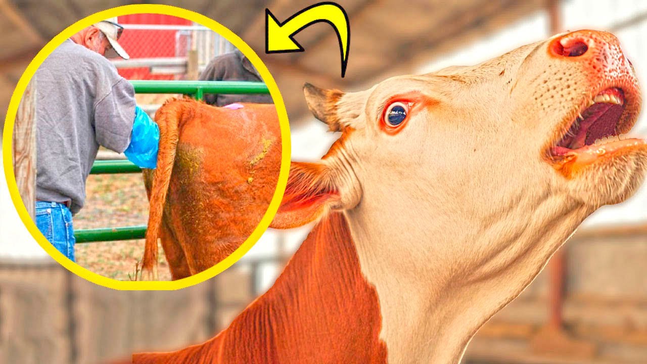 FARMING 2024! ROBOTIC MACHINE COW MILKING GRINDING AND CLEANING POWERHOUSE MACHINES MILKING FEEDING