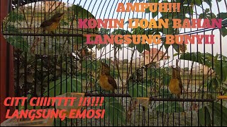 Download lagu TERAPI KONIN IJOAN PASTI NYAUT !! PANCINGAN KONIN AGAR BUNYI, TERAPI KONIN AGAR CEPAT GACOR & NGOBRA mp3