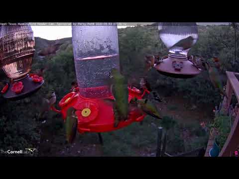 Three Hummingbirds Share One Feeding Port In West Texas! – Sept. 3, 2020