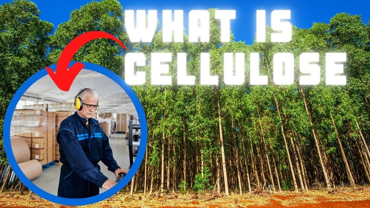 Cellulose structure and function | Paper Industry