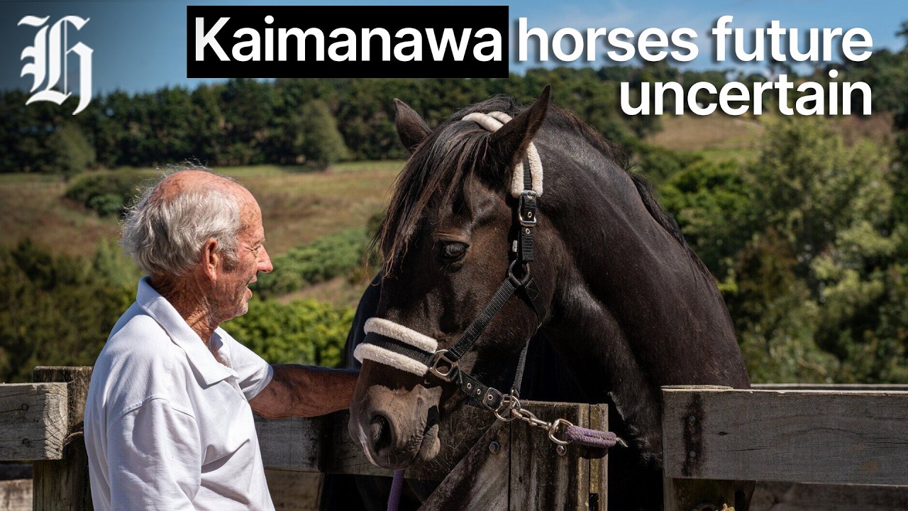 Kaimanawa horses’ future uncertain as muster delayed amid DoC NZDF talks