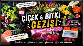 Migros’a Çiçekler Gelmiş! 🌷 Hangisini Alırdınız? 😍 Migros’ta Çiçek Fiy