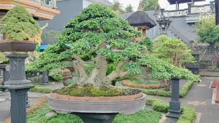 Download lagu Koleksi bonsai bapak Mekel Punggul Bali mp3